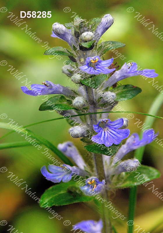 Creeping Bugleweed (Ajuga reptans)